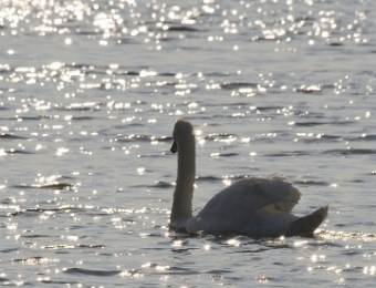 50. Cygne